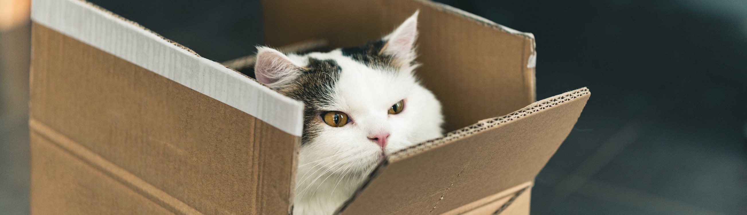 Un chat blanc tacheté noir sort sa tête d'une boîte en carton